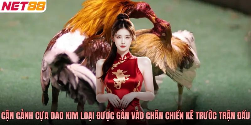 Cận cảnh cựa dao kim loại được gắn vào chân chiến kê trước trận đấu