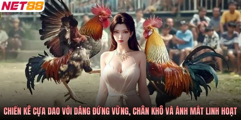 Chiến kê cựa dao với dáng đứng vững, chân khô và ánh mắt linh hoạt