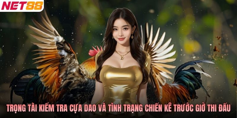 Trọng tài kiểm tra cựa dao và tình trạng chiến kê trước giờ thi đấu